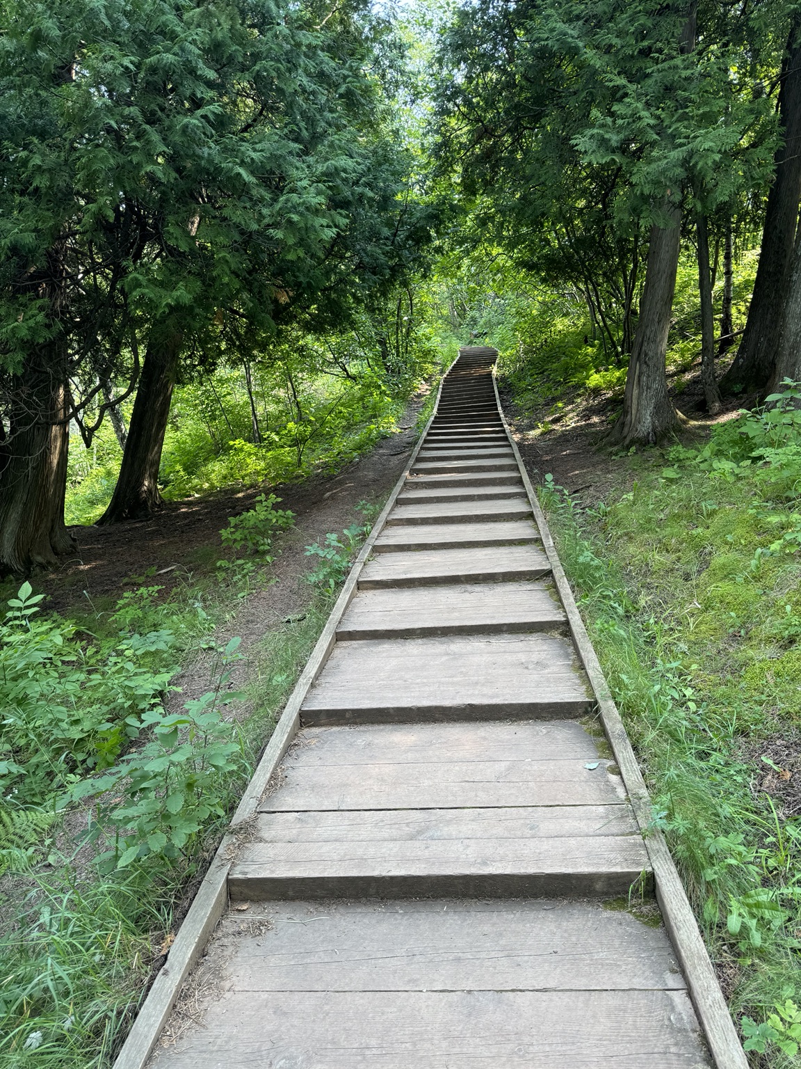 Wooden staircase rising through a green forest