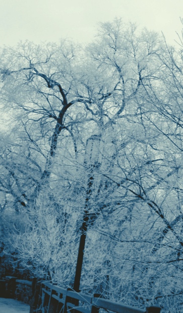 Snow-covered trees in winter